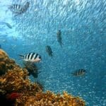 Peixes nos mares