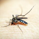 um mosquito pode ficar bebado se picar uma pessoa embriagada