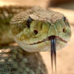 as cobras conseguem ouvir mesmo sem ter orelhas