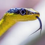 Língua das cobras