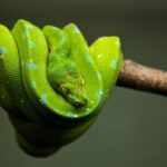 por que nao existem cobras na irlanda