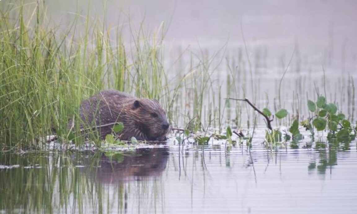 Por que os castores constroem barragens?