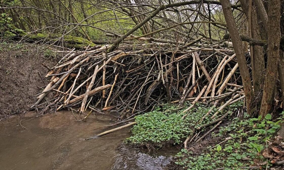 Por que os castores constroem barragens?