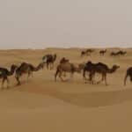 Animais no Deserto do Saara
