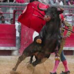 o que acontece com os touros que morrem em touradas