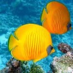 os peixes fazem xixi