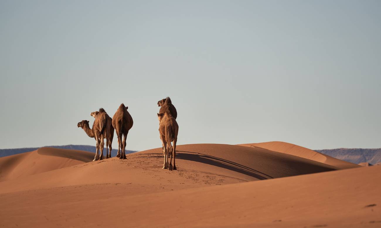 Camelos nos desertos