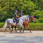 Cavalos da polícia