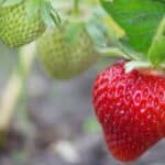 Frutas mudam de cor quando amadurecem