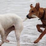 por que muitos animais tem cauda