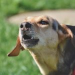 Cães latem