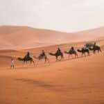 Camelos no deserto.