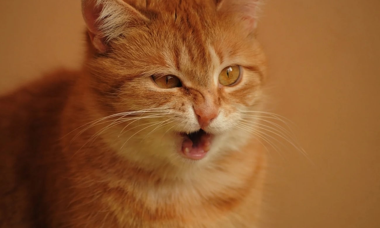 Gatos batem os dentes