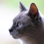 CAT CAPA