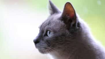 CAT CAPA