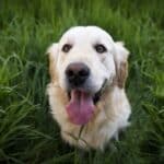 DOG CAPA