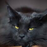 GATO CAPA