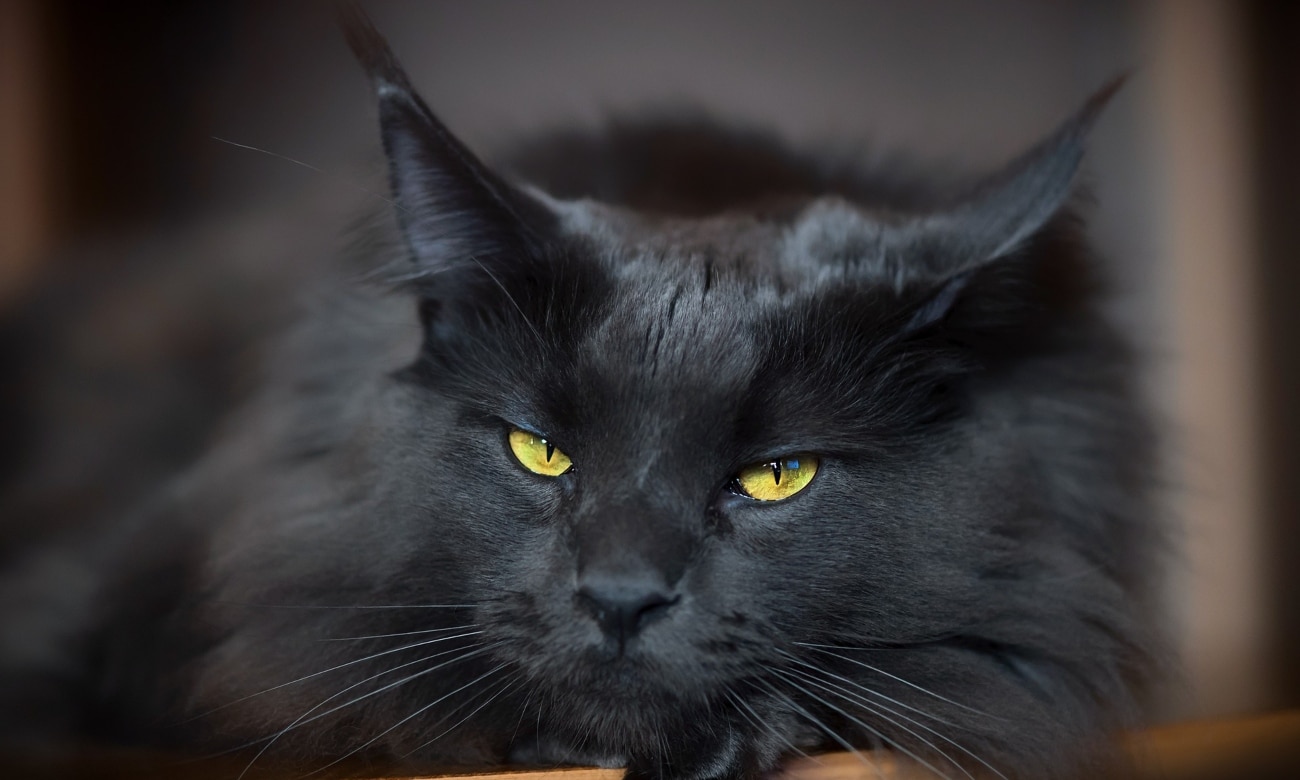 Gato preto A origem do mito Zona Curiosa