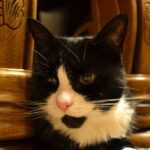 Gatos em espaços pequenos.
