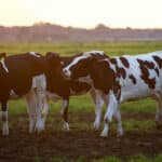 Vaca