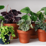 Qual a Importância das Plantas?