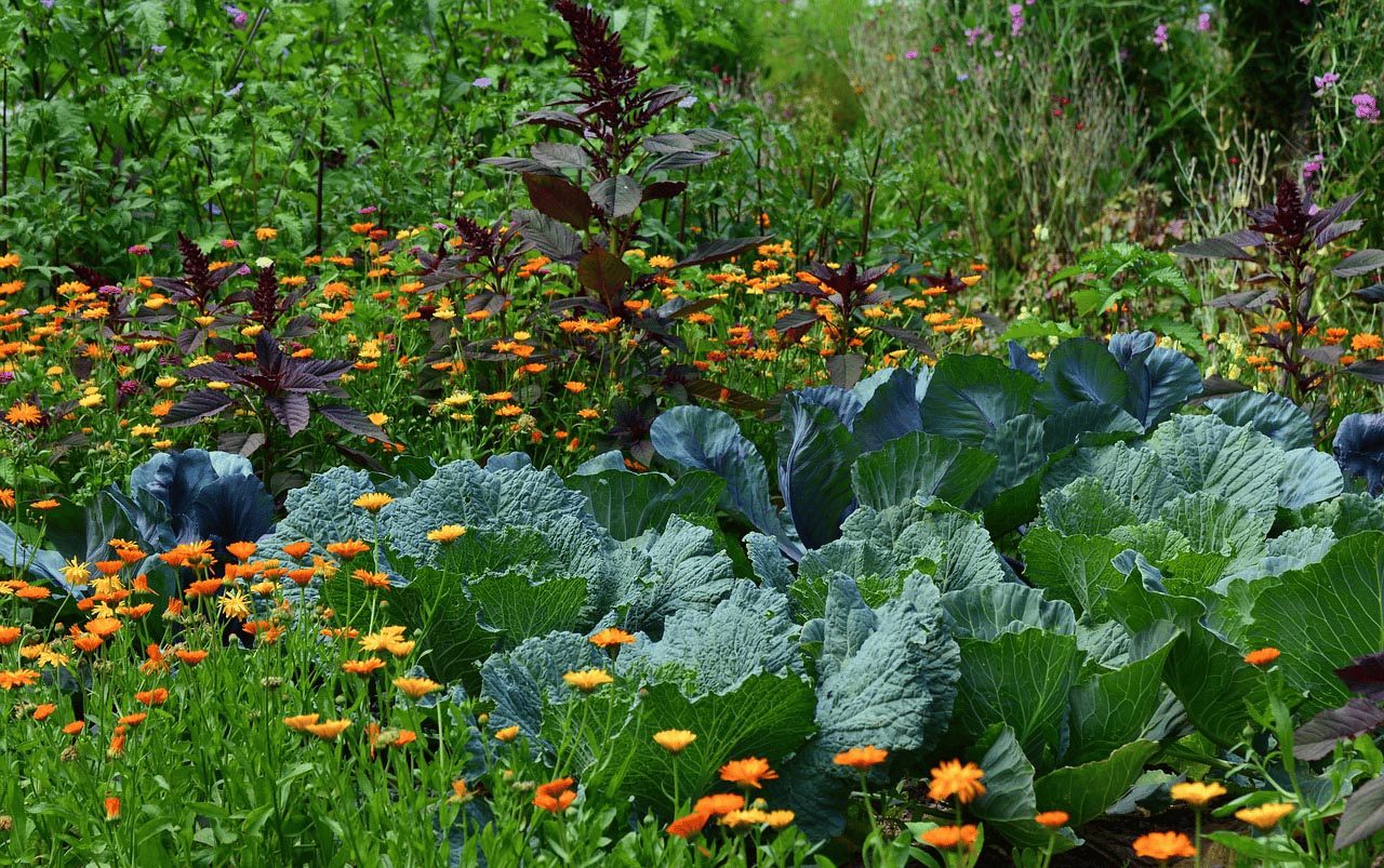 Plantas: Qual a Importância Delas Para o Planeta? - Zona Curiosa