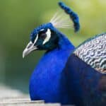 Pavão de cor azul