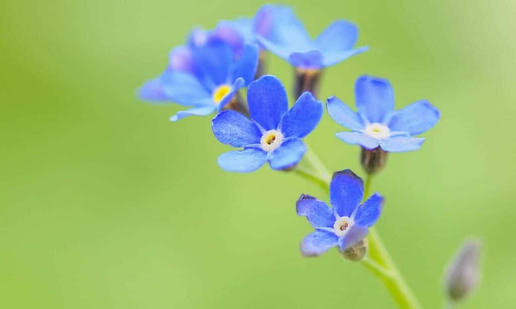 Por que a cor azul é tão rara na natureza? – Zona Curiosa