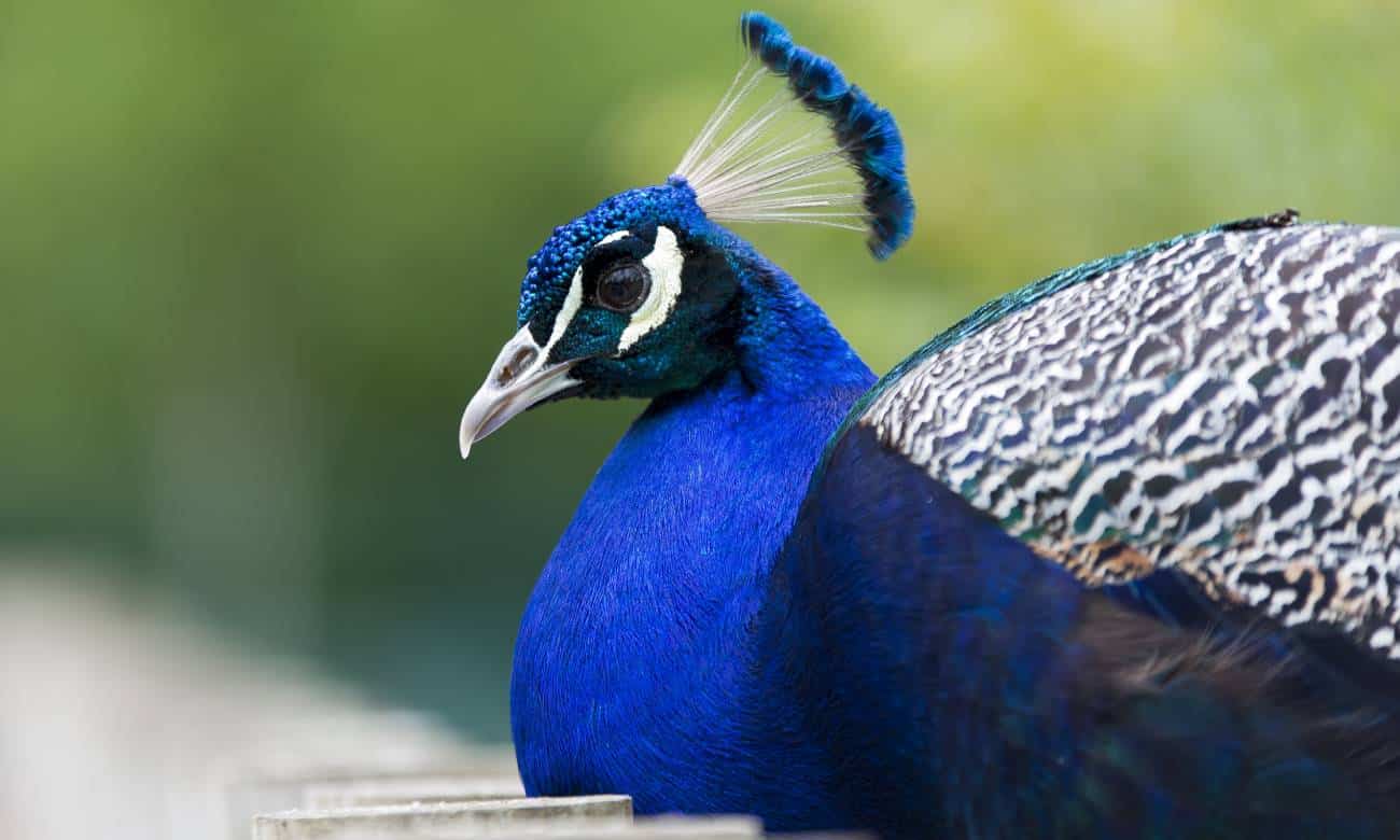 Por que a cor azul é tão rara na natureza? - Zona Curiosa