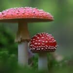 COGUMELOS CAPA