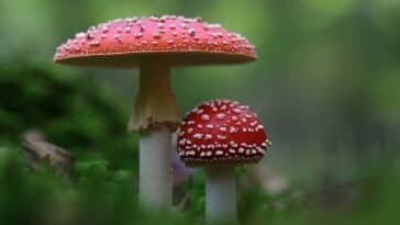 COGUMELOS CAPA