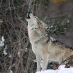 LOBO 2