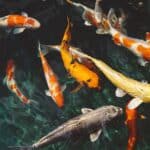 PEIXE CAPA
