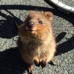 QUOKKA CAPA 1