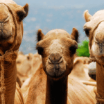 As 8 Melhores Curiosidades Sobre Camelos