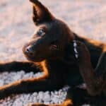 como os cachorros pegam pulgas