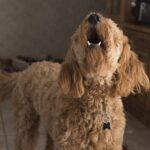 Cães também se cansam de latir.