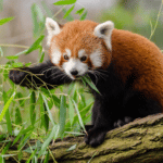 As 8 Melhores Curiosidades Sobre o Panda Vermelho