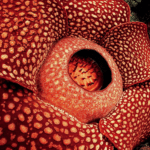 Conheça as 5 Plantas Mais Bizarras do Mundo