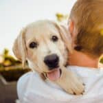 por que achamos os cachorros tao fofos