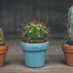 por que os cactos tem espinhos