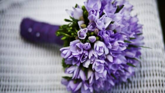 FLOR CAPA