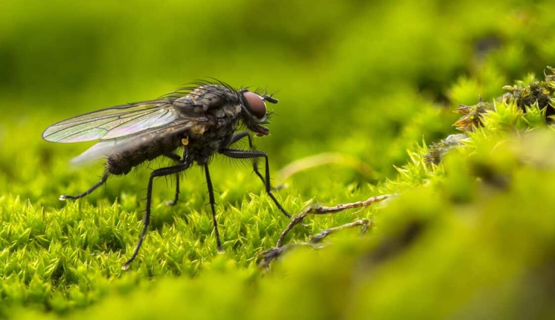 Qual a funcionalidade das moscas no meio ambiente? – Zona Curiosa
