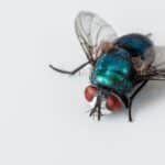 MOSCA CAPA