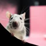 RATO CAPA