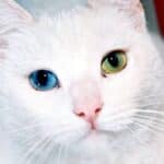 Gato com olhos de cores diferentes.
