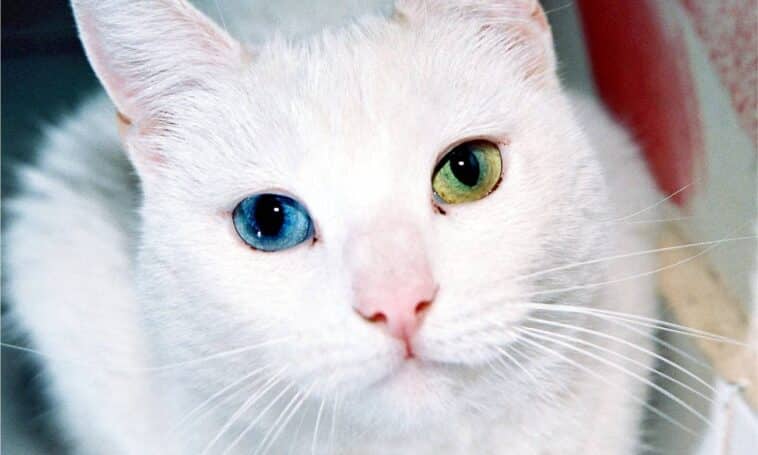 Gato com olhos de cores diferentes.