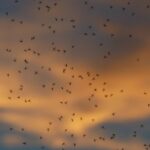 Mosquitos voando.