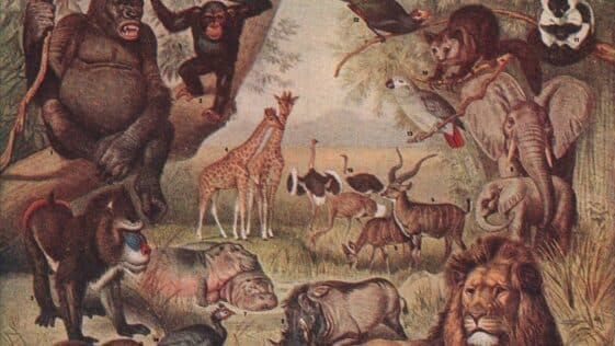 qual e o animal mais perigoso do mundo