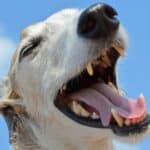quantos dentes tem um cachorro